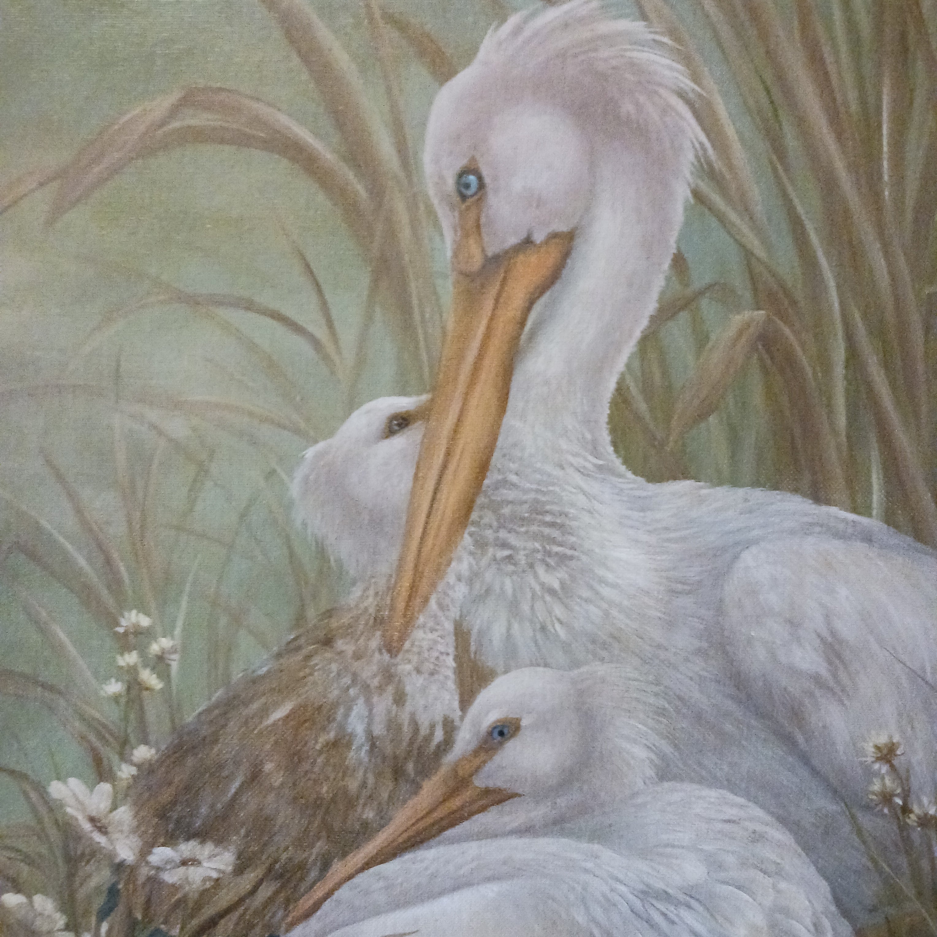 Pelican Family - Oil on Canvasboard 1970s