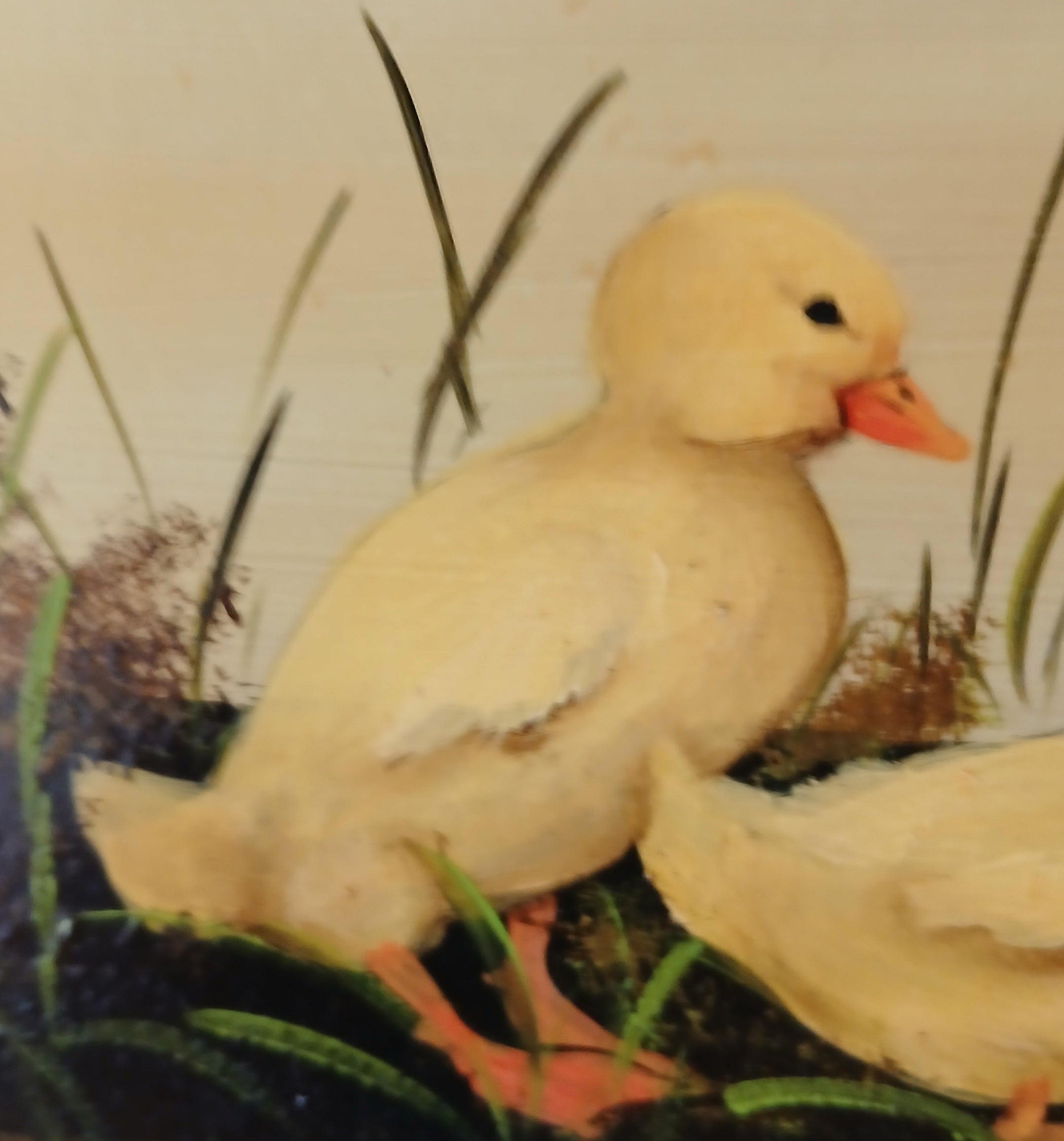 Baby Ducks Oil on Panel by Maria Lak